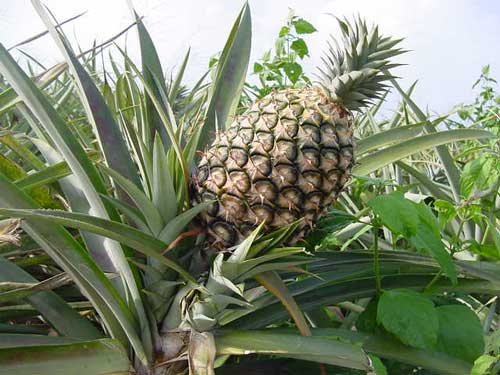 Ananas: clicca per ingrandire